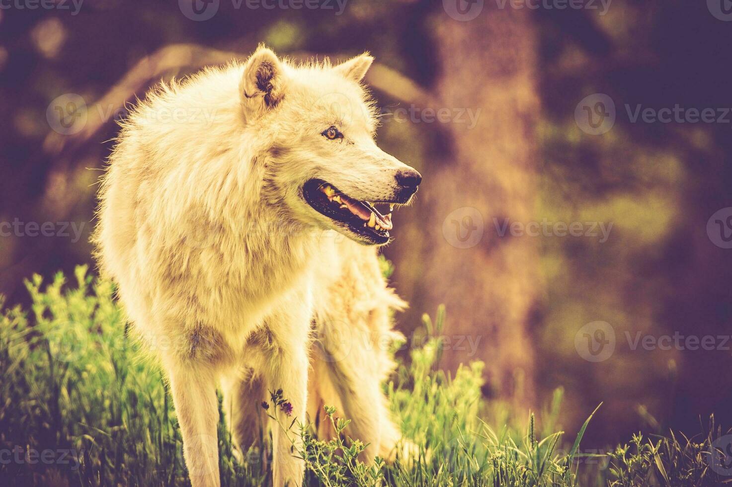 The White Alpha Wolf photo