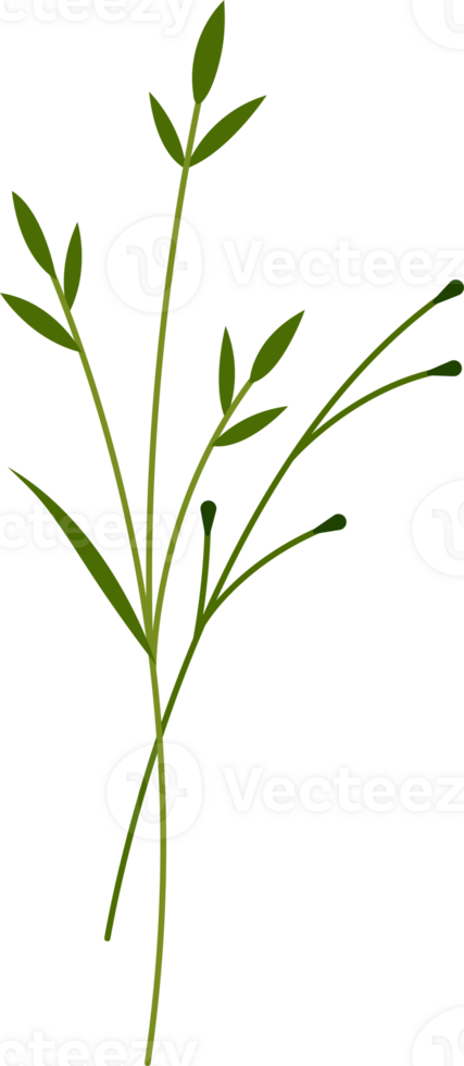 flower and green leaf botanical illustration. png