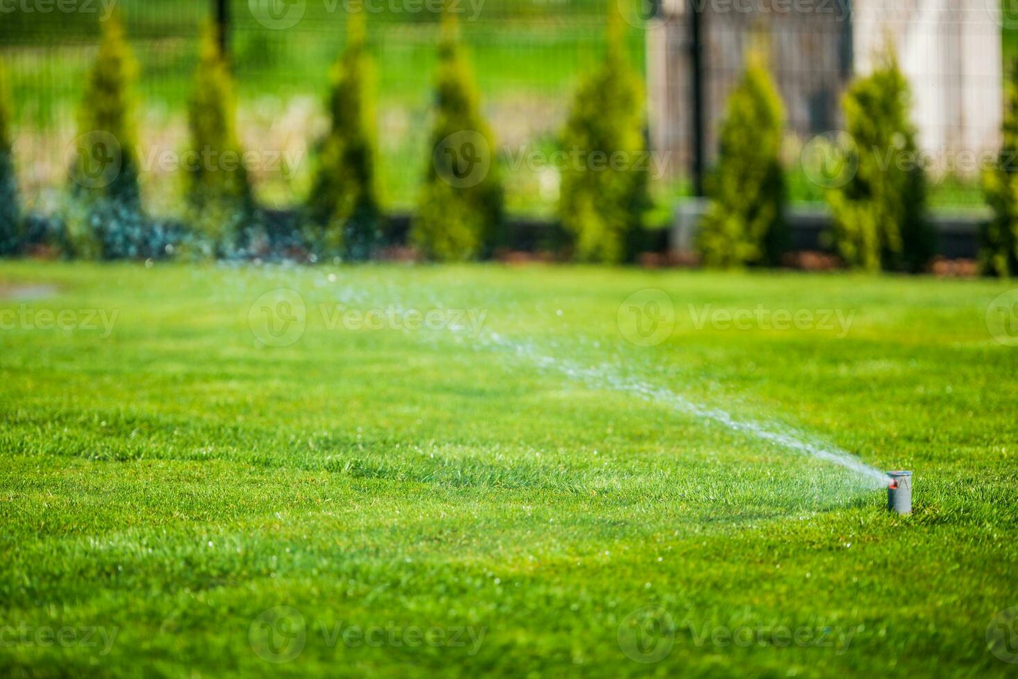 Sprinkler System Moisturizing Green Grass And Shrubs. photo