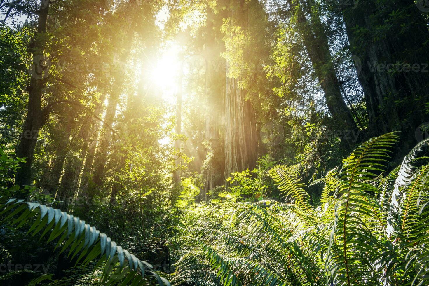 Scenic Sunny Ancient Forest Full of Large Ferns photo