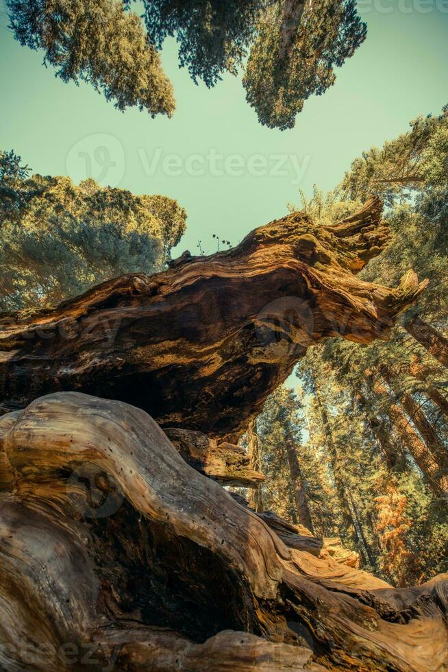 Giant Sequoia Ancient Forest photo