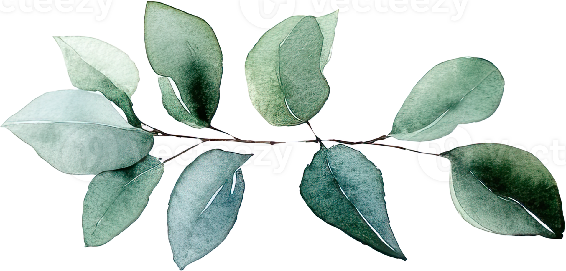 beautiful watercolor leaves png
