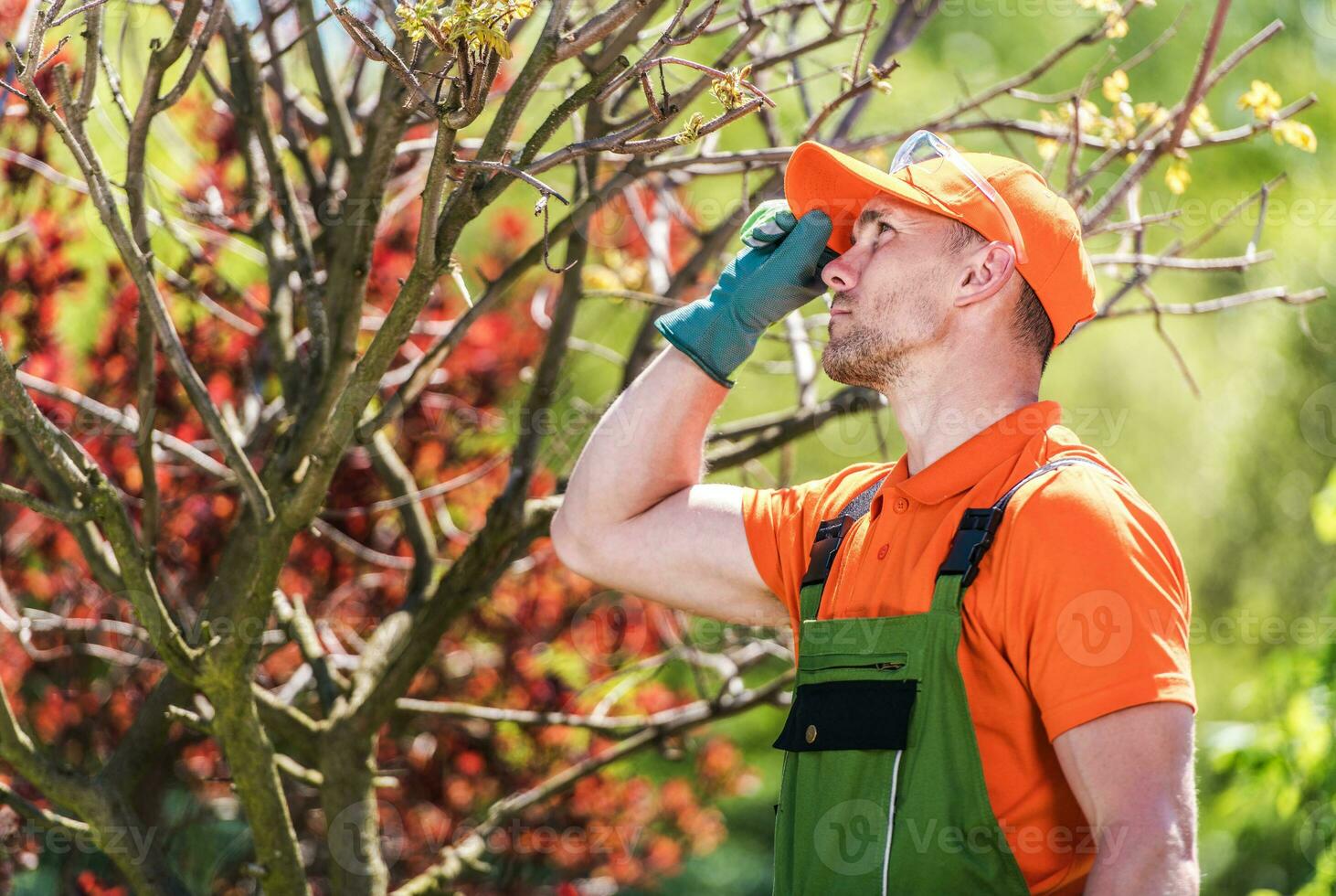 Gardener Worker Looking At Tree In Backyard. photo