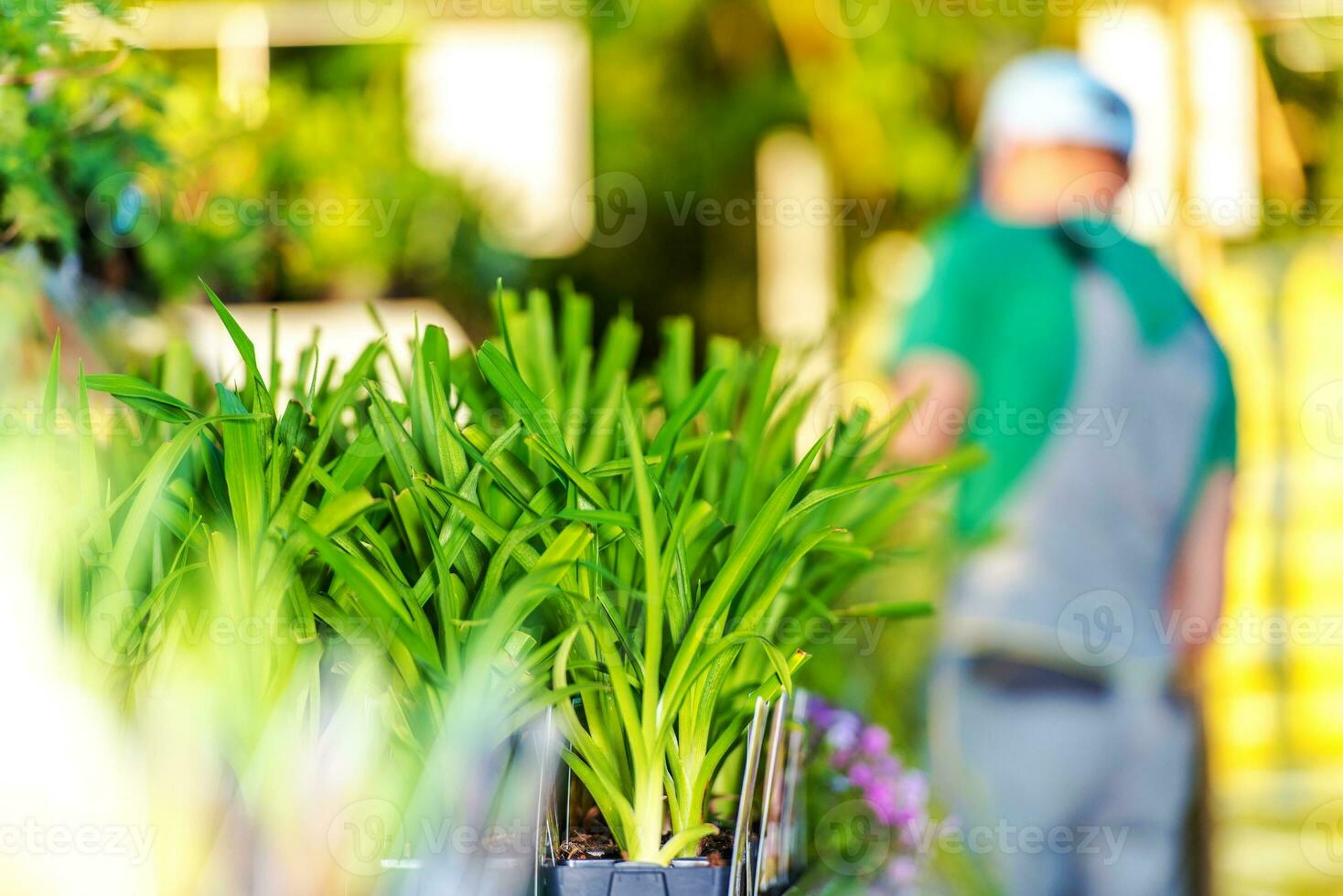 jardín Tienda plantas para rebaja foto