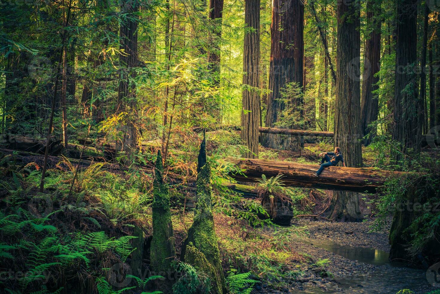 Resting on the Redwood photo