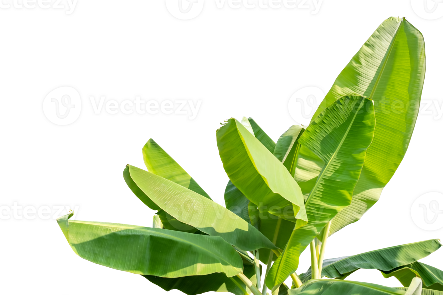 grupp av banan grön blad isolerat på transparent bakgrund av graphice design, banan blad, trädgård träd isolerat, png fil