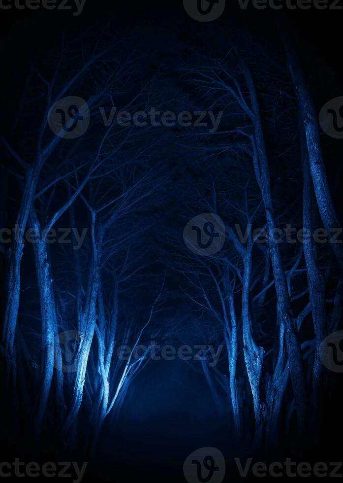 Spooky Old Trees Park Alley photo