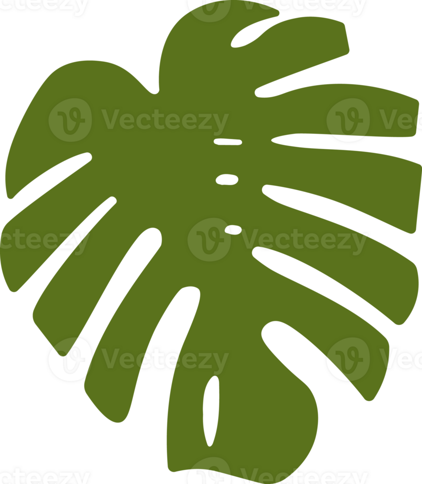 Monstera Leaf Shape png