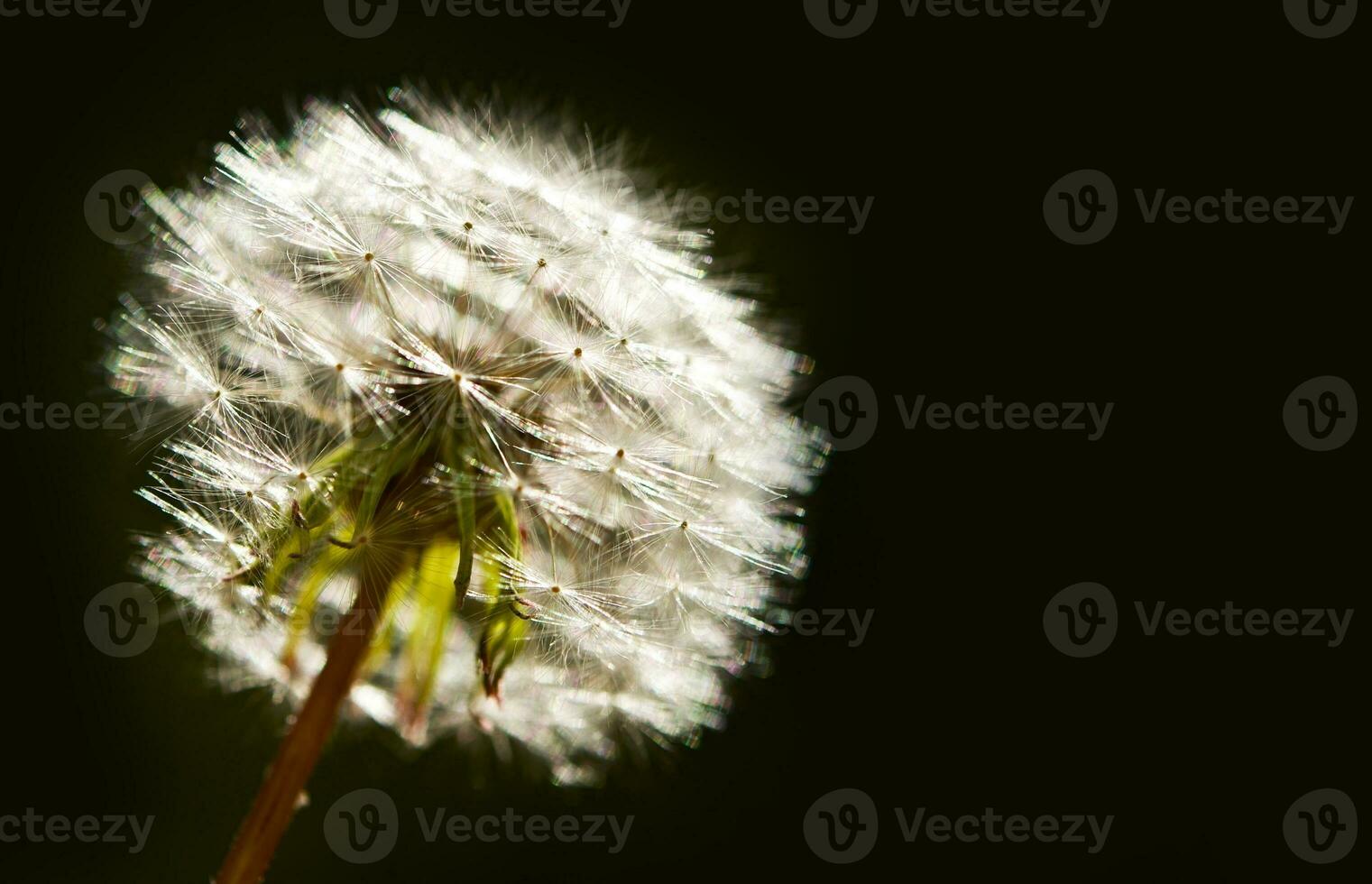 Dandelion on Black photo