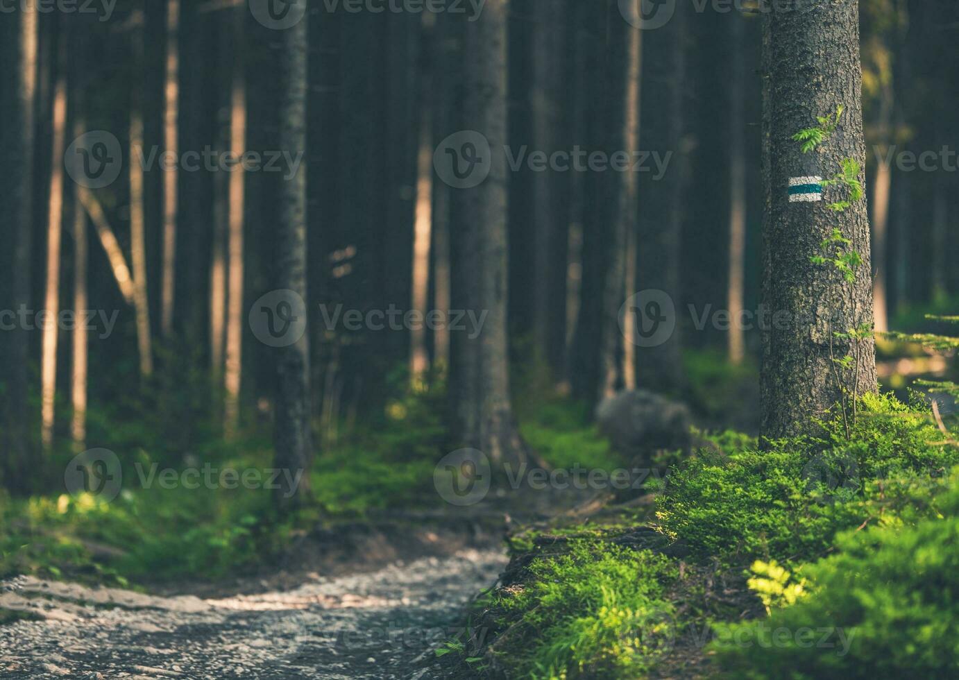 Deep Forest Trailhead photo