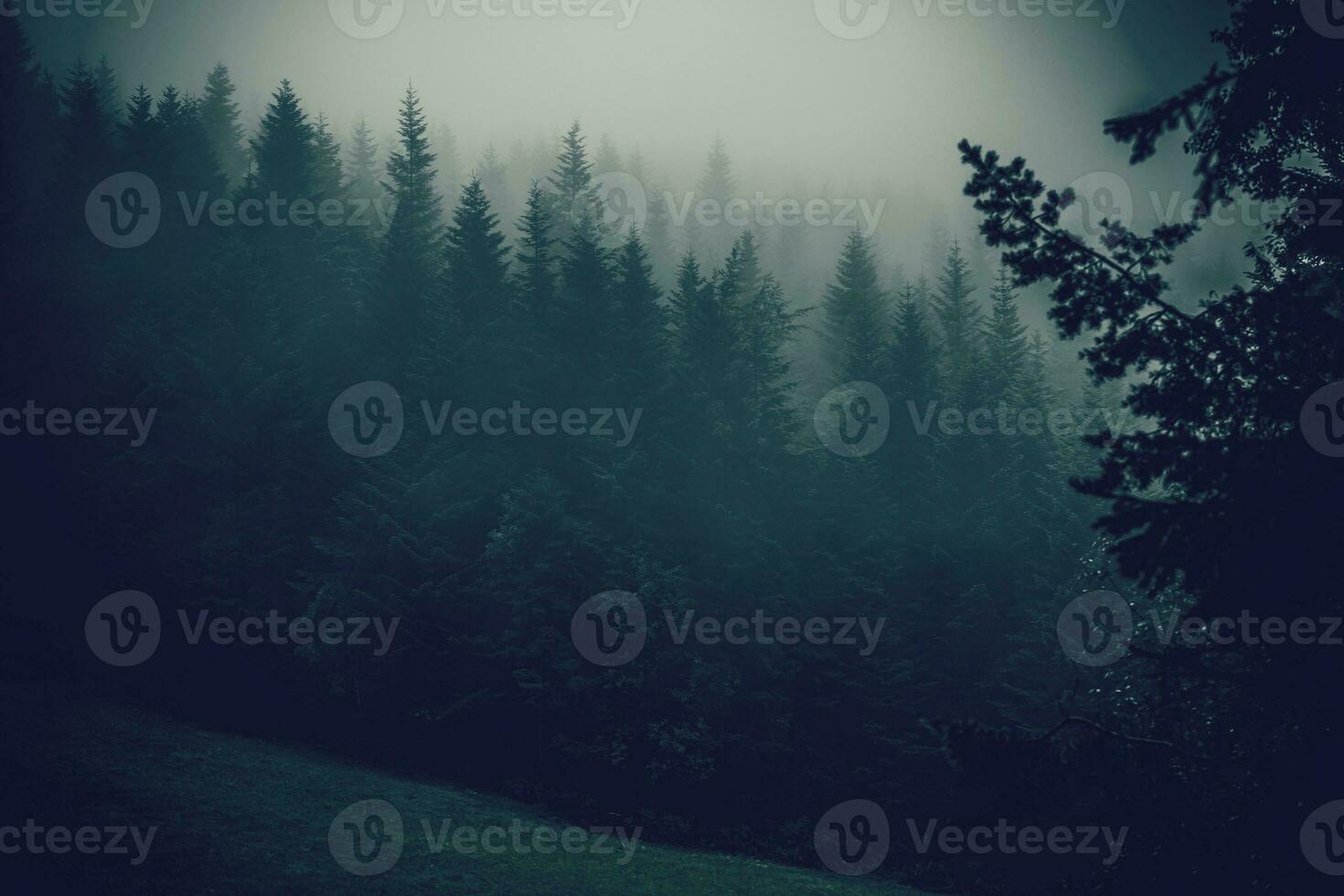 Foggy Forest Hills photo