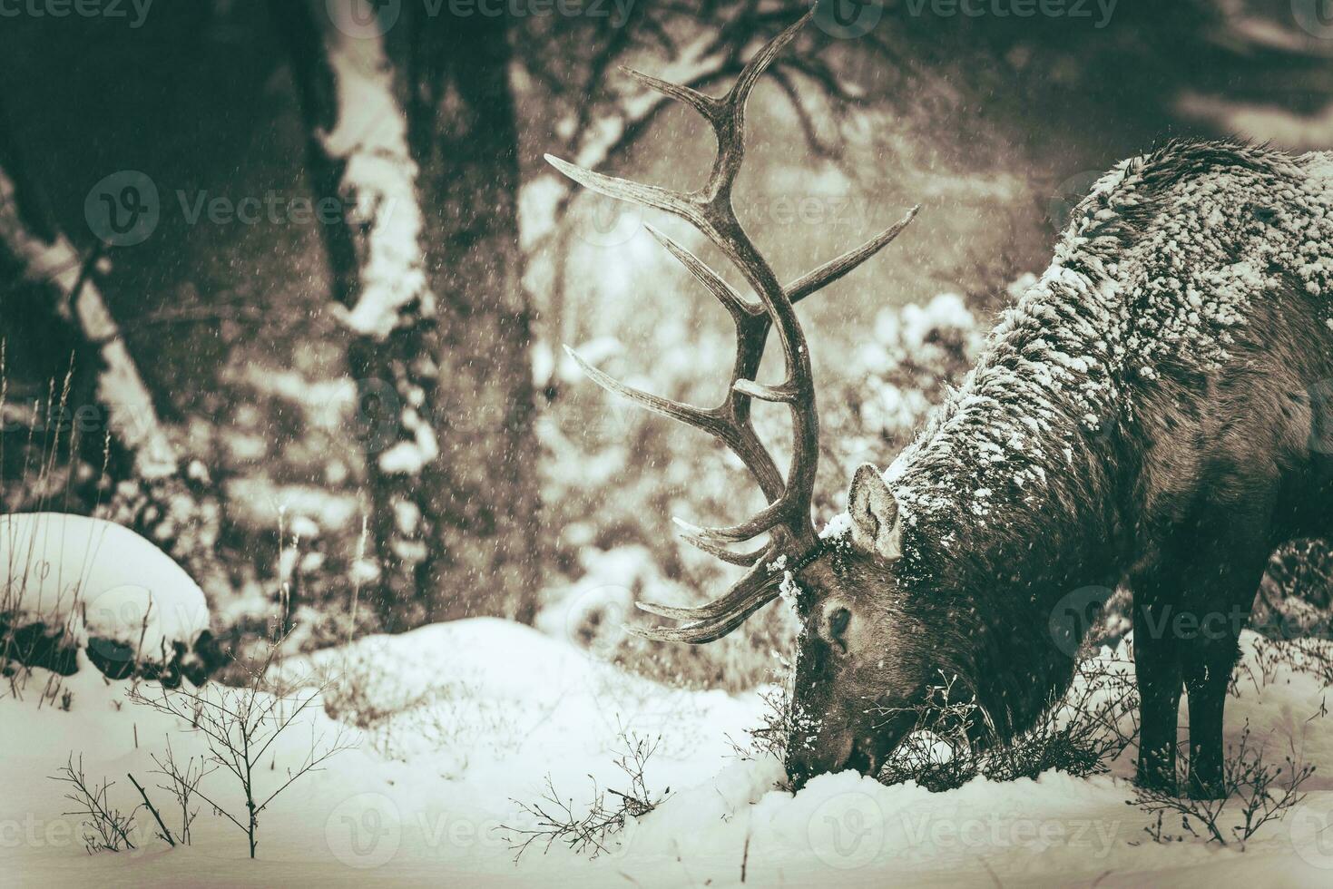 Lonely Elk in Winter photo