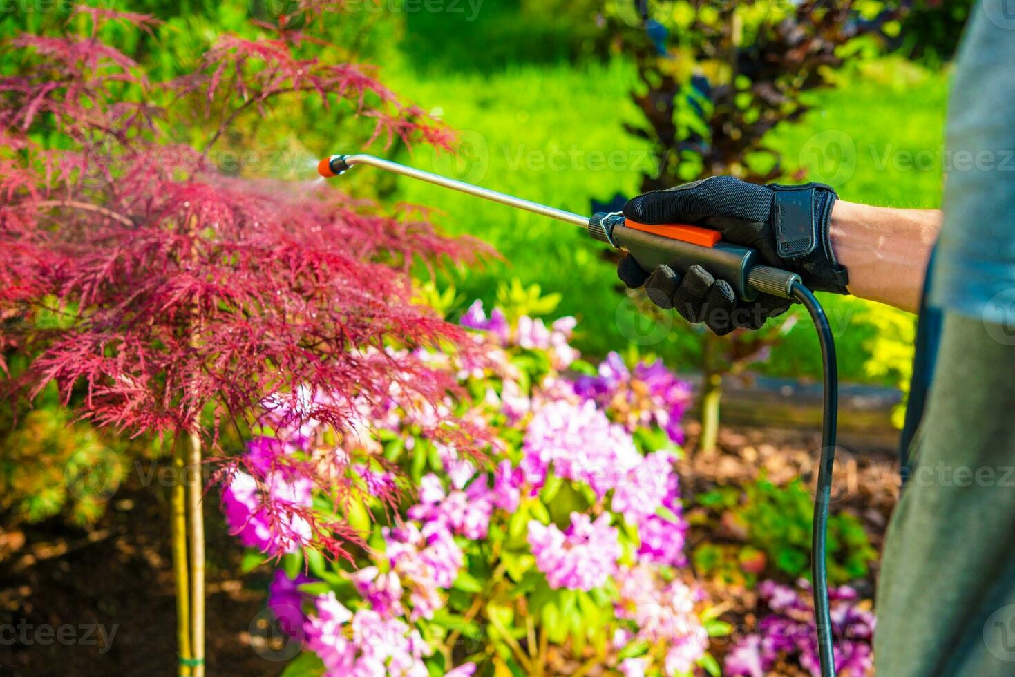 Pest Control in the Garden photo
