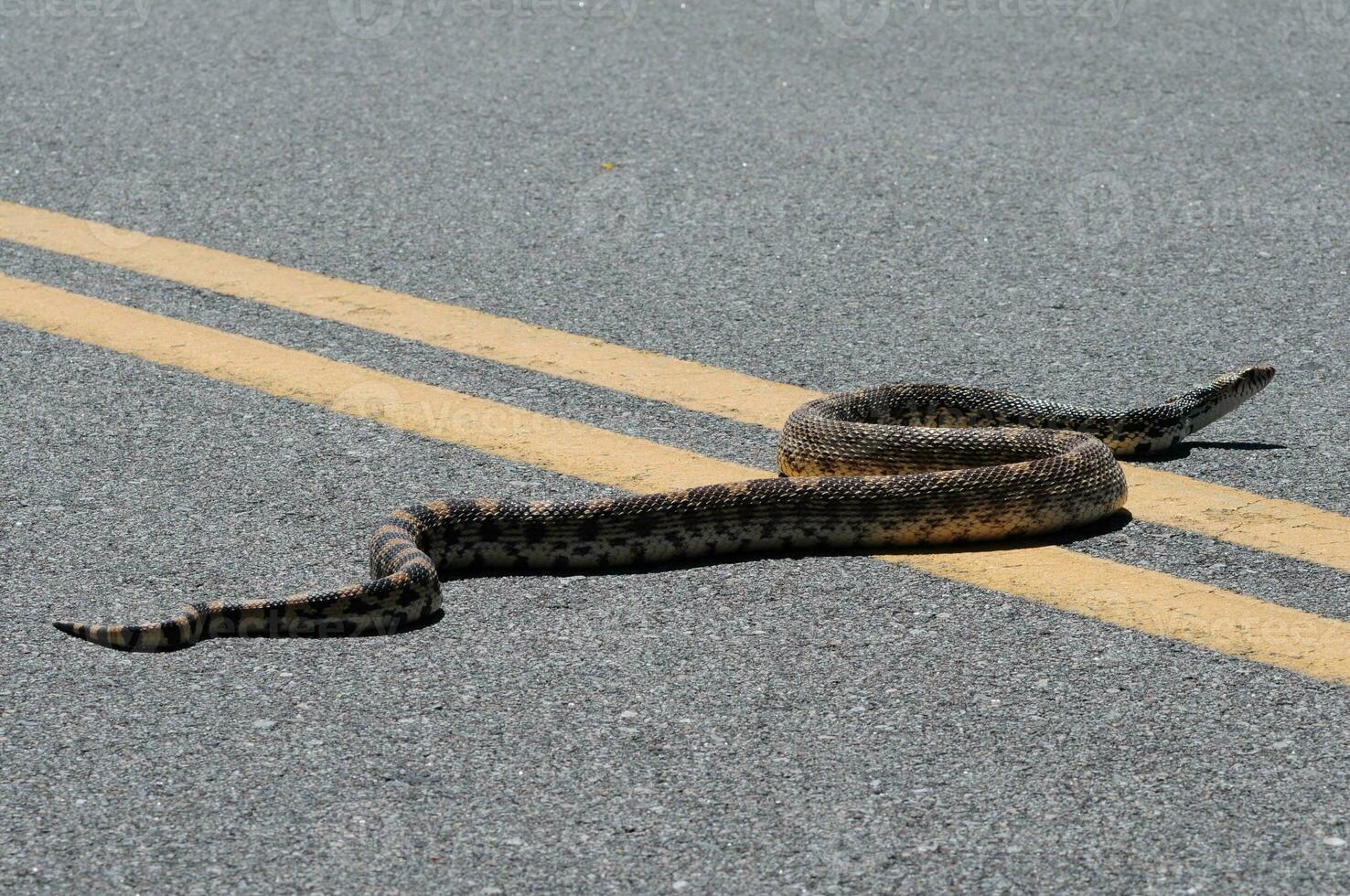 Bull Snake Close-up photo