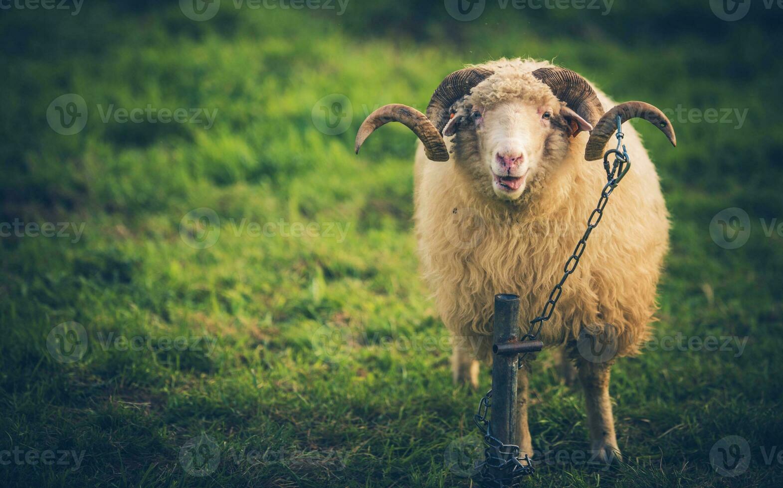 Twisted Horns Sheep photo