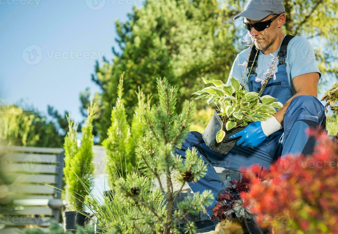 Garden Worker Professional Landscaper Preparing Plants photo