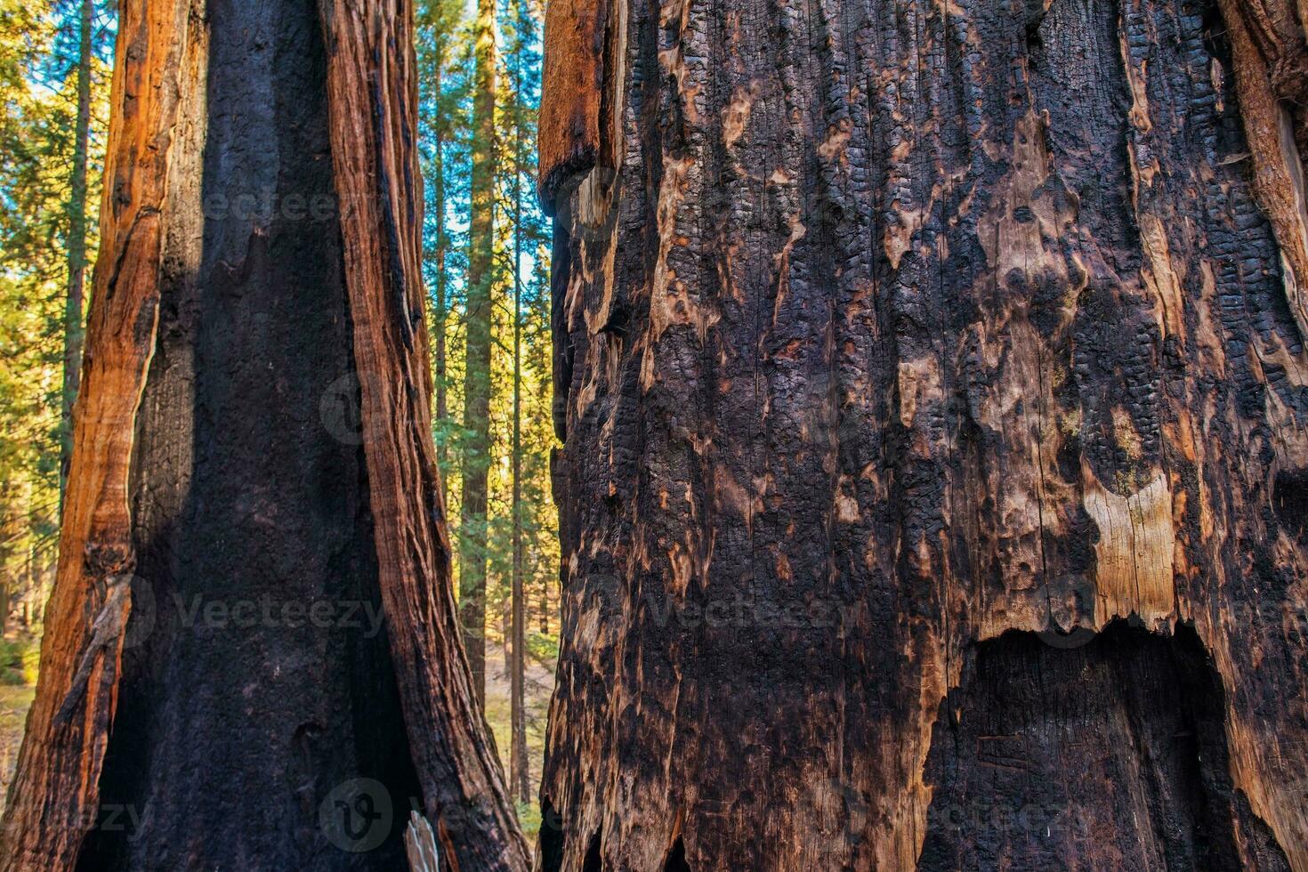 Burned Ancient Forest photo