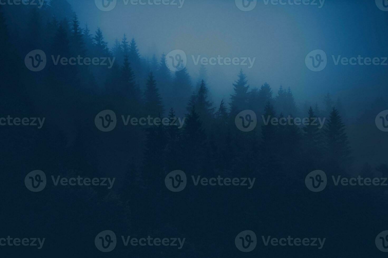 Foggy Forest Scenery photo