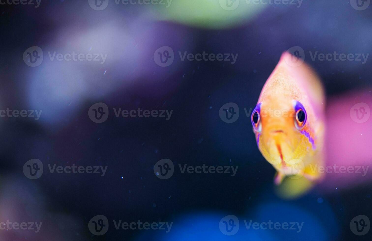 Topical Fish Ocean Background photo