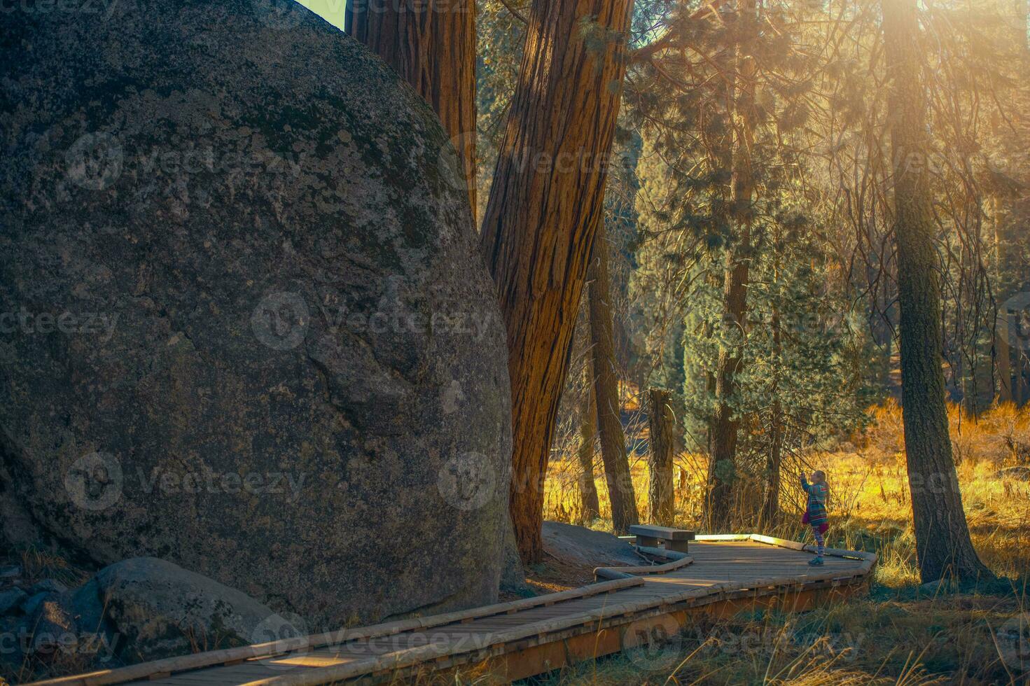 Girl Taking Pictures In Giant Sequoia National Park photo