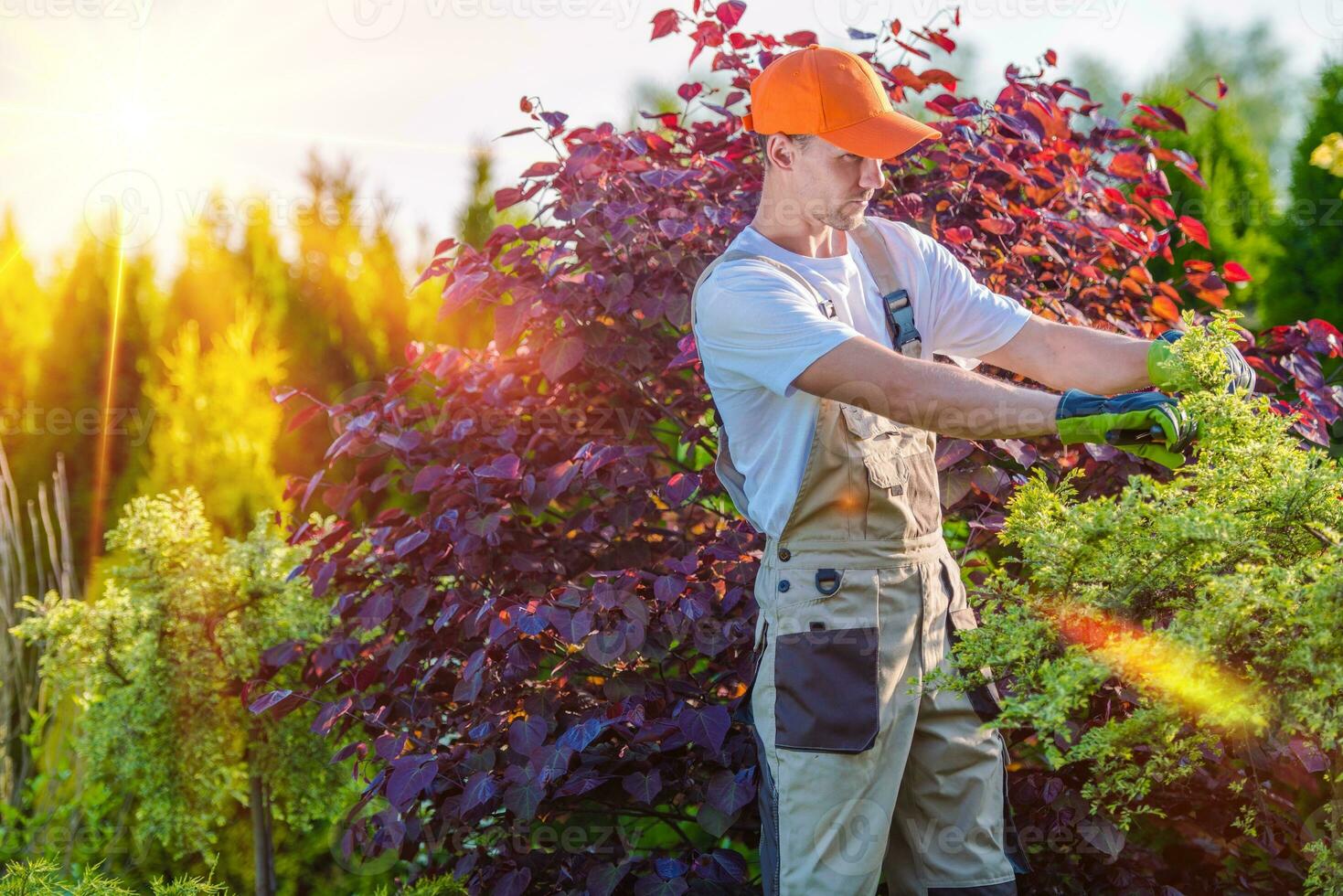 Men Taking Care of Garden photo