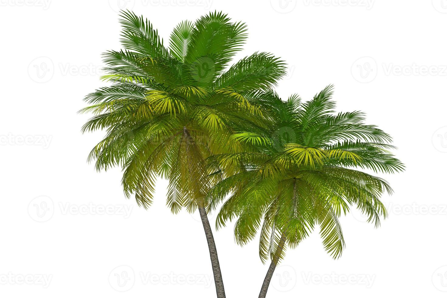 Tropical Palm Trees 3D Illustration photo