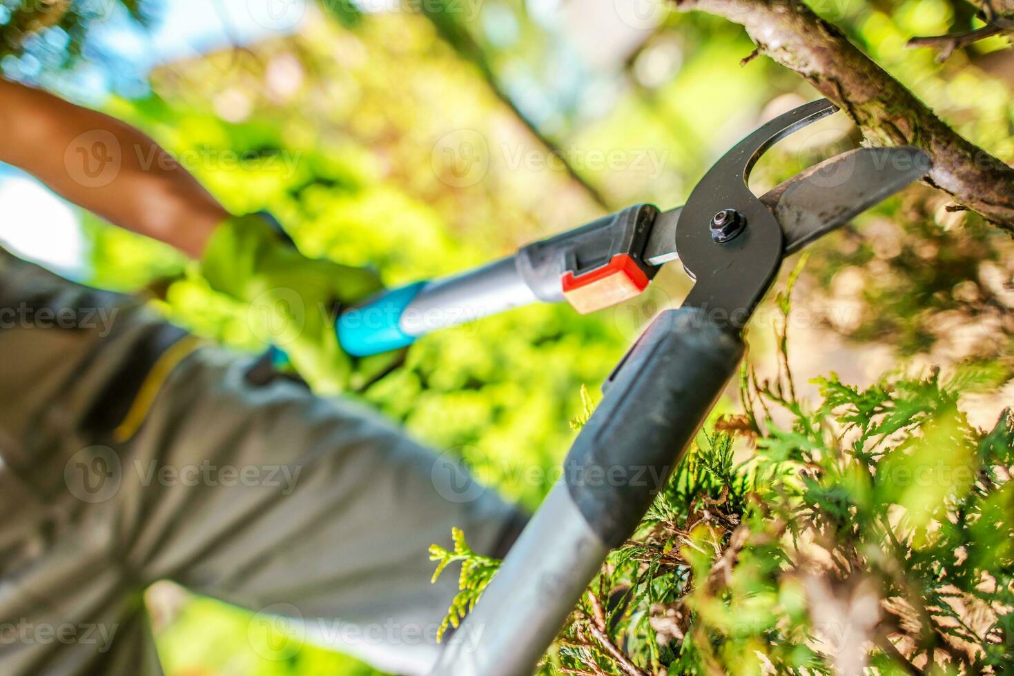 Garden Tree Branches Cut photo