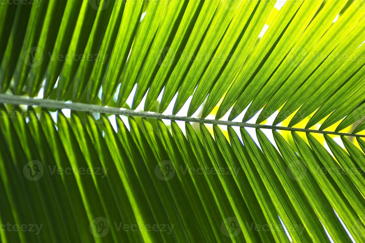 hoja de palmera tropical foto