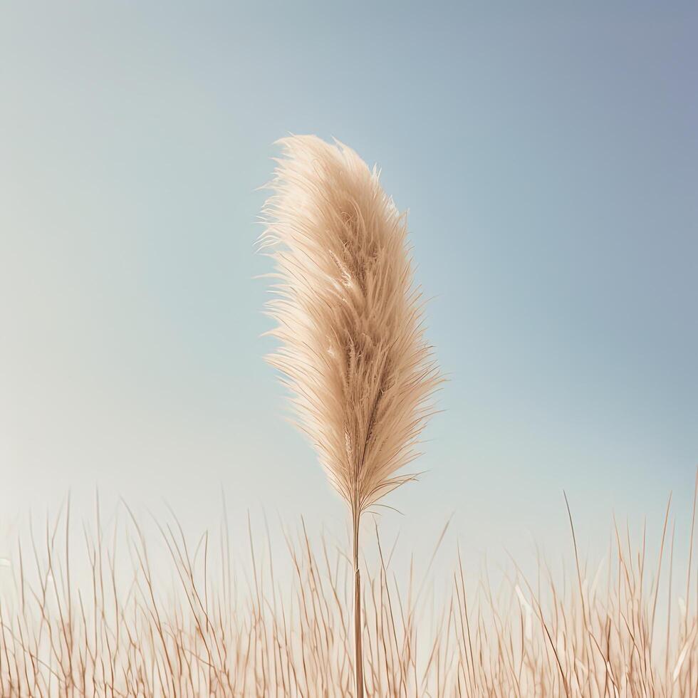 Minimalist background with pampas grass. Illustration photo
