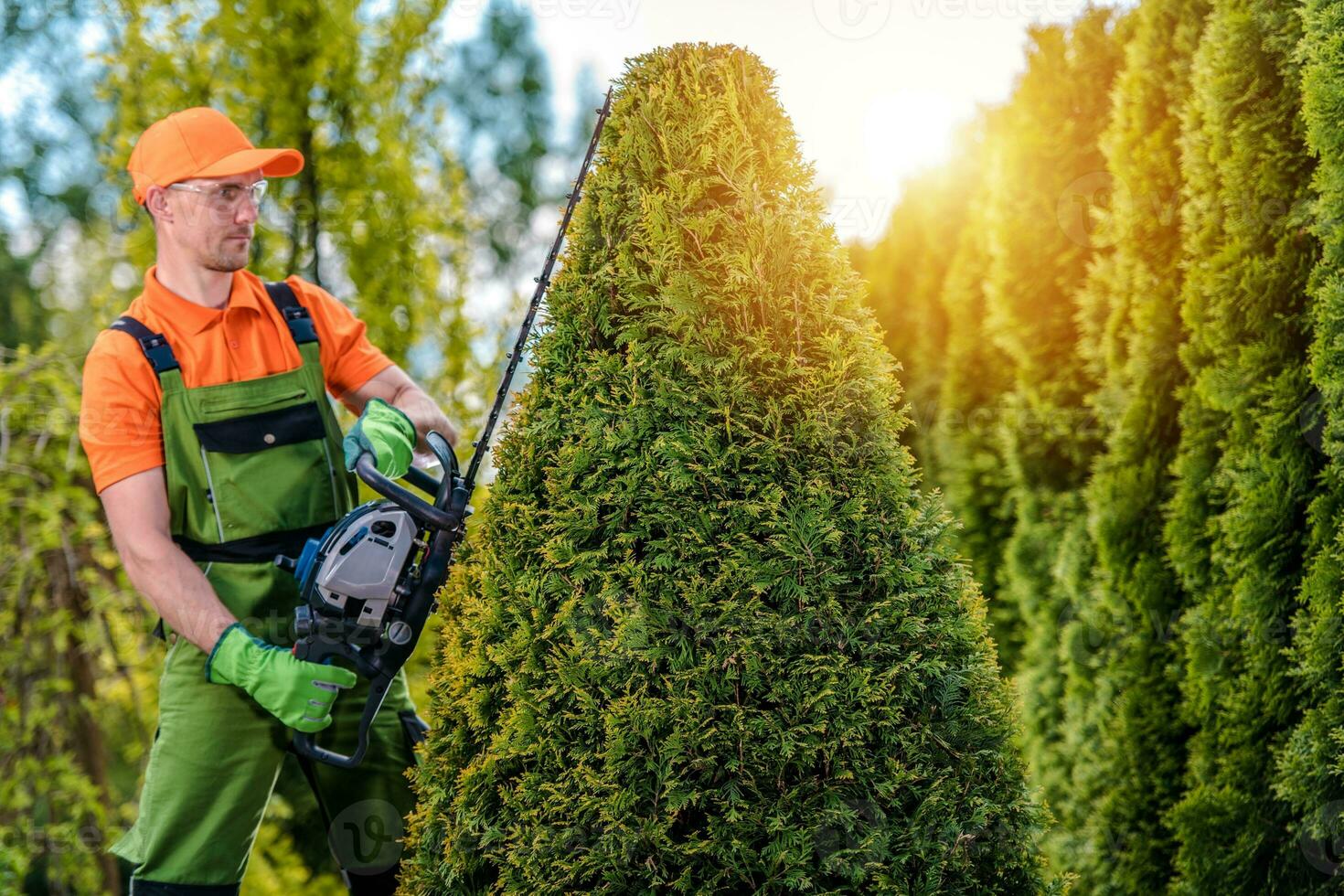 Gardener Shaping Tree photo