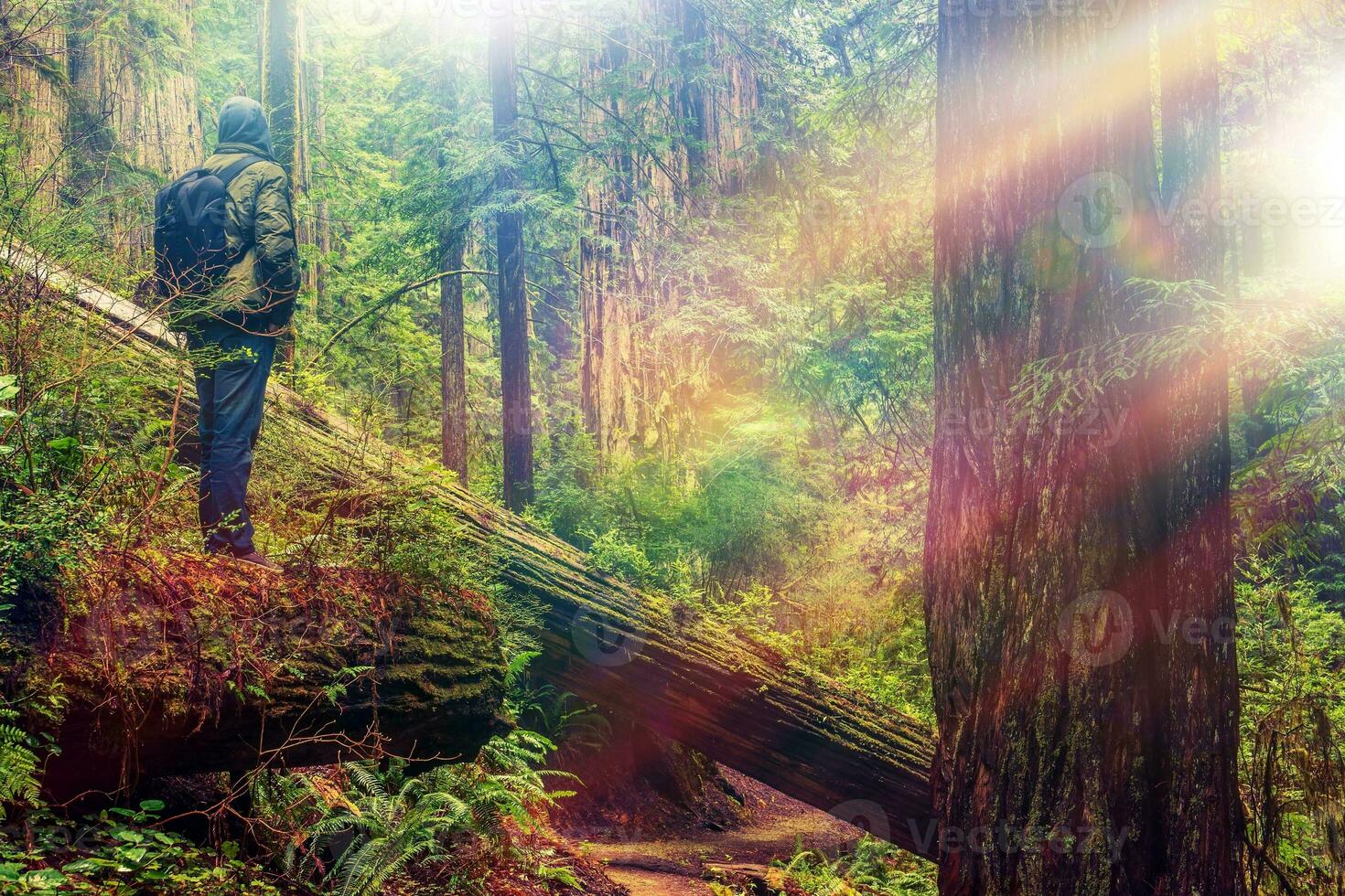 Redwood Forest Hiker photo