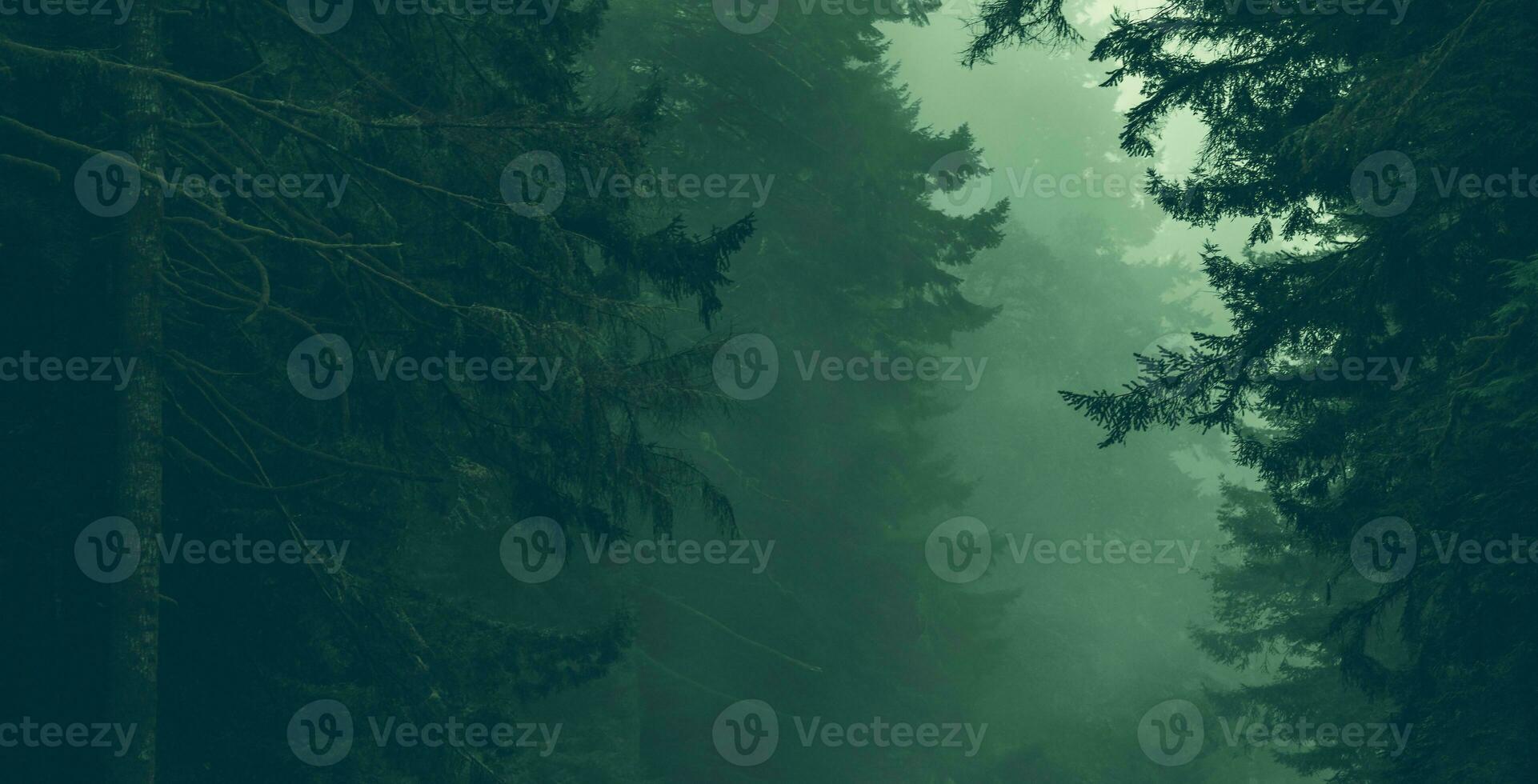 Foggy Coastal California Redwood Forest Panoramic Photo