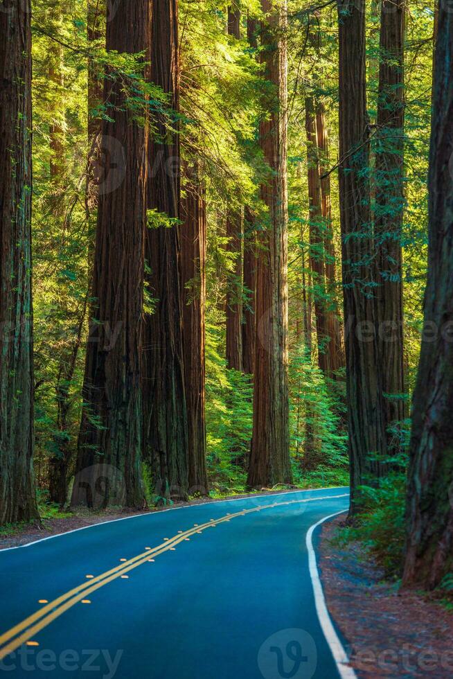 Redwood Forest Highway photo