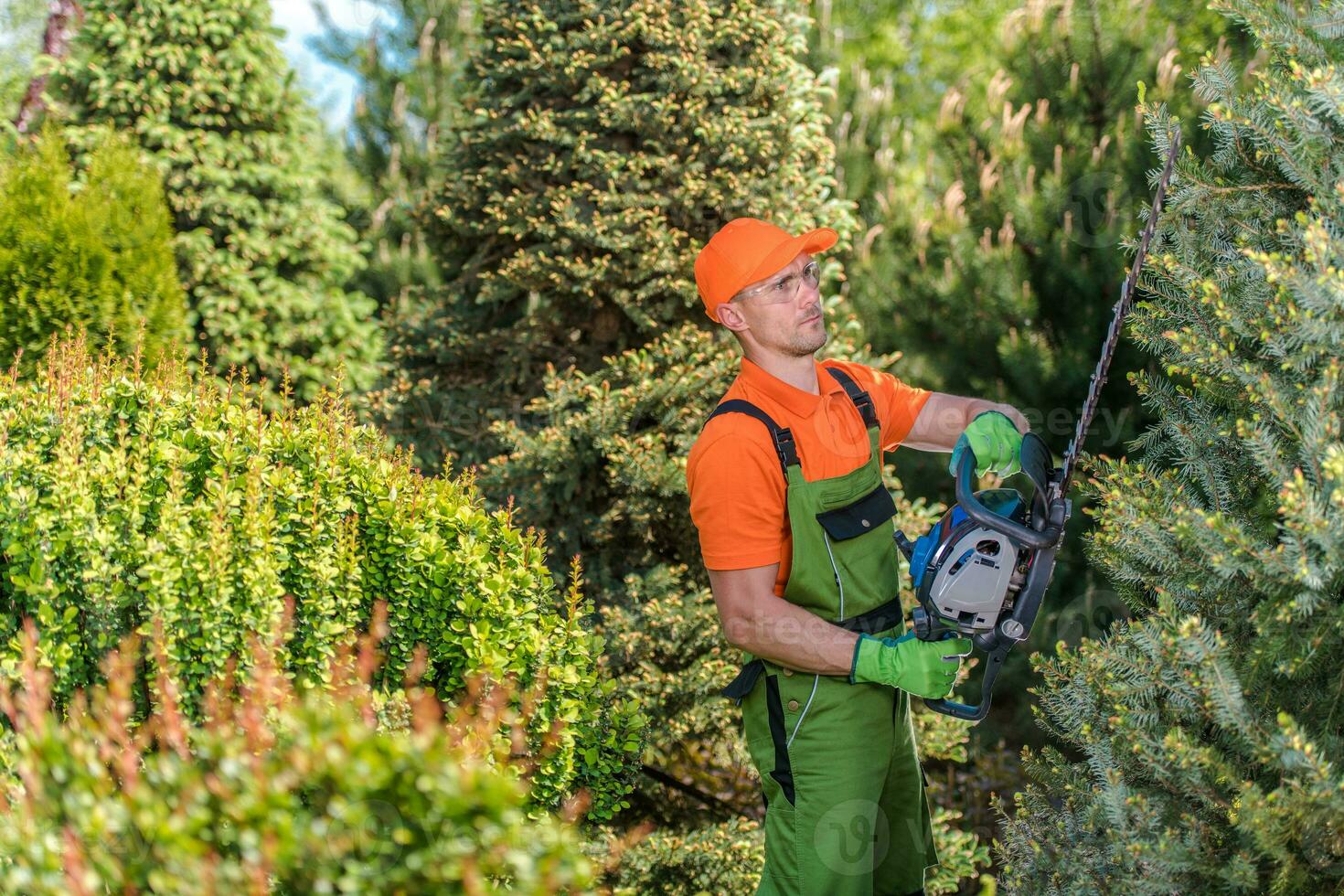 Landscaper Shaping Trees Using Hedge Trimmer photo