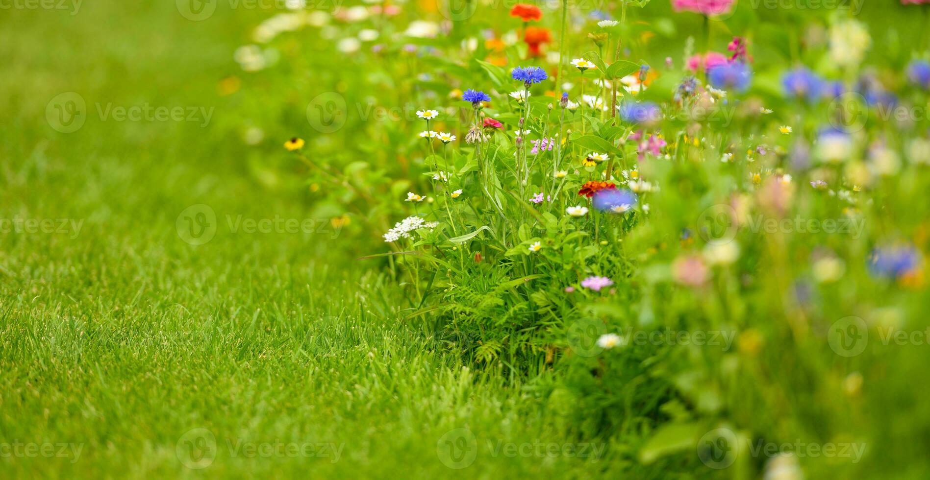 Colorful Wildflowers Blooming In Summer. photo
