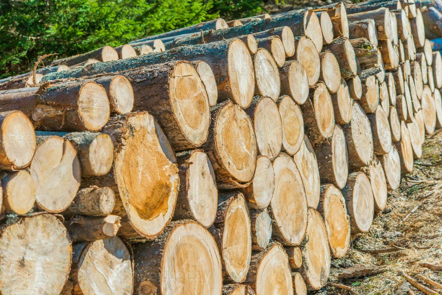 Lumber Industry Logging photo