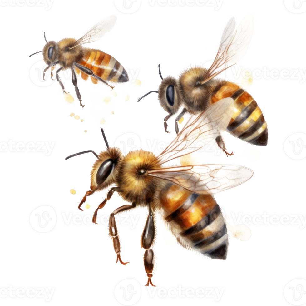 Honey bee isolated. Illustration png