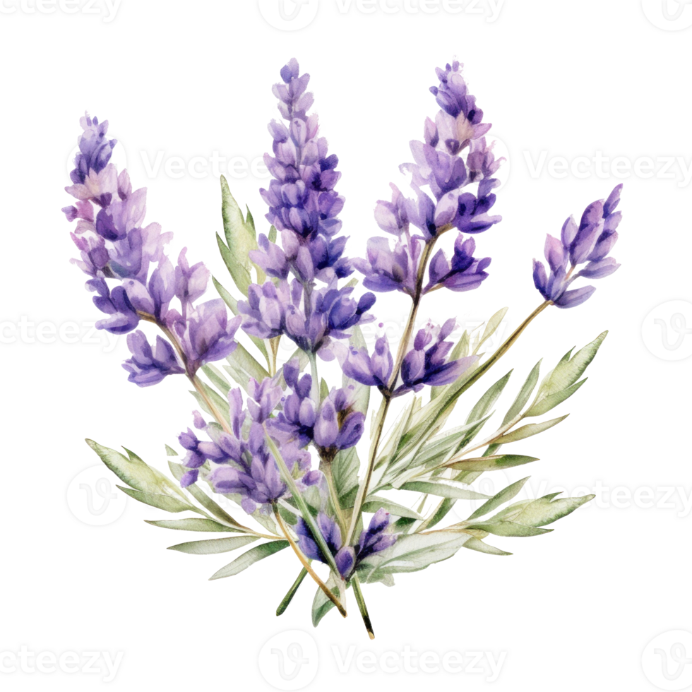 Lavender flowers isolated. Illustration png