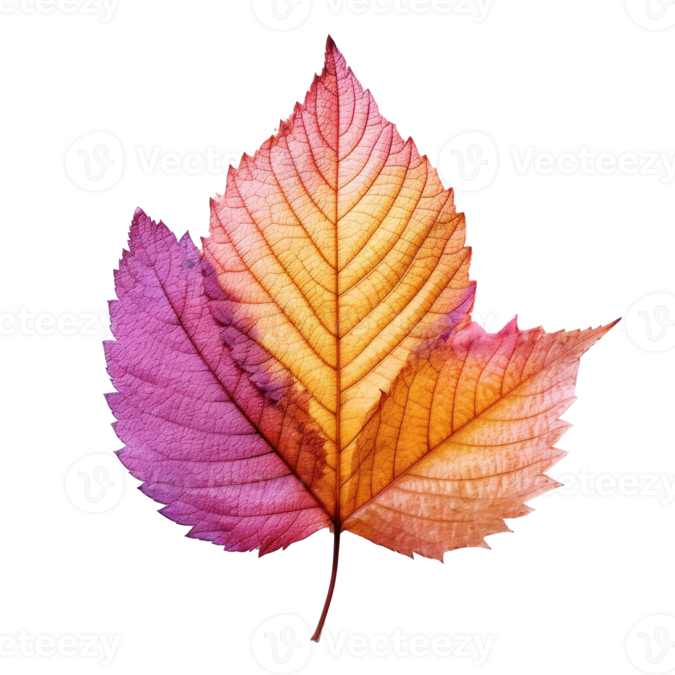 Autumn leaf isolated. Illustration png