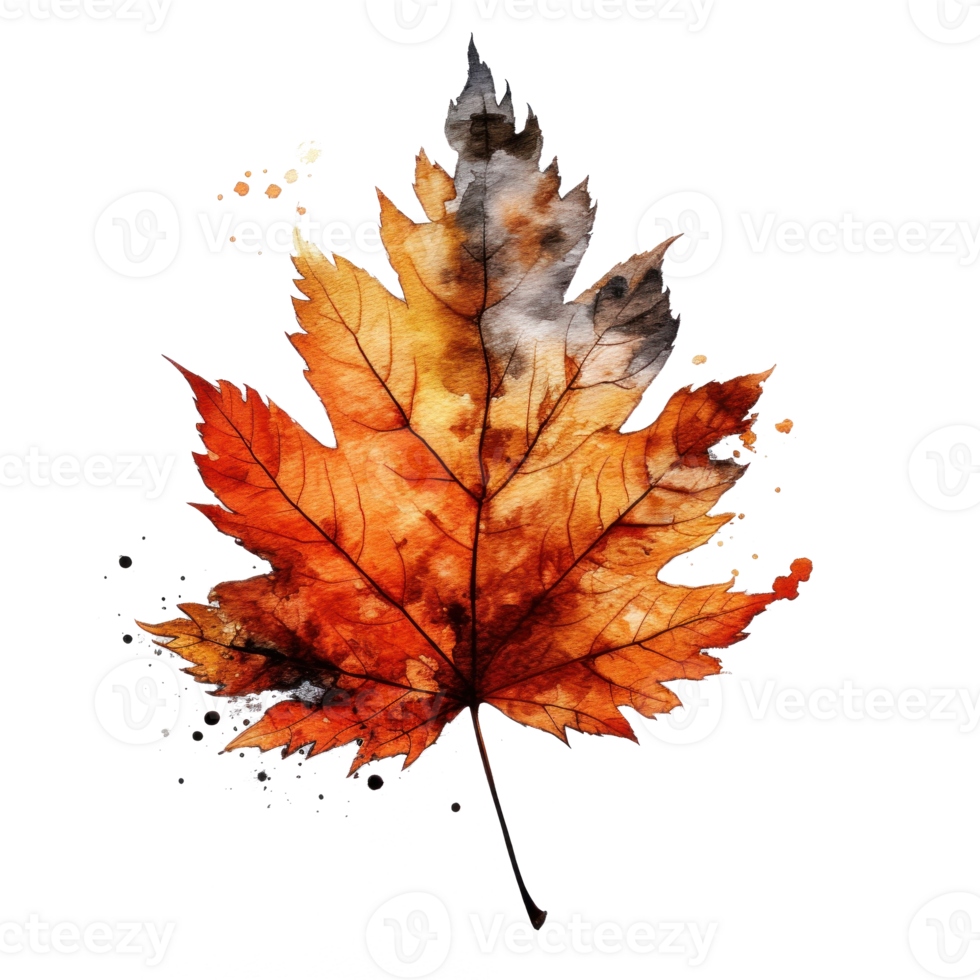 Autumn leaf isolated. Illustration png