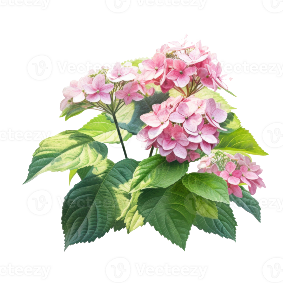 Hydrangea bush in blossom in flowerpot isolated Illustration png