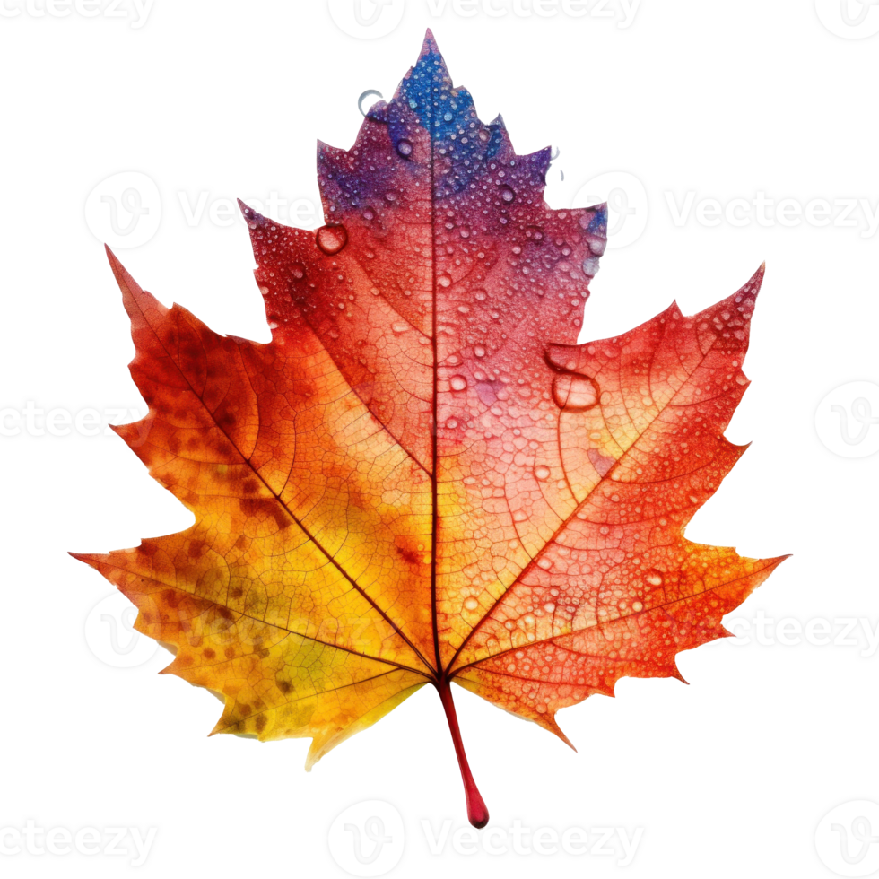 Autumn leaf isolated. Illustration png