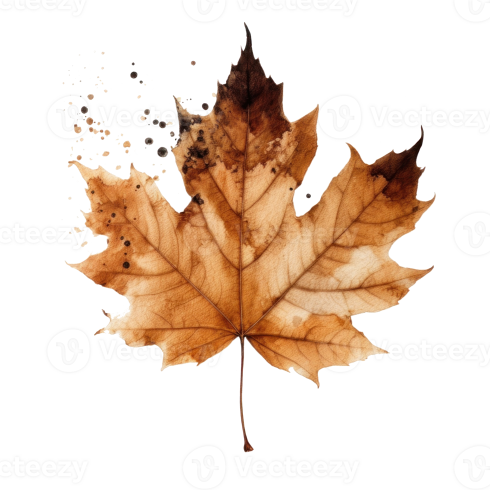 Autumn leaf isolated. Illustration png
