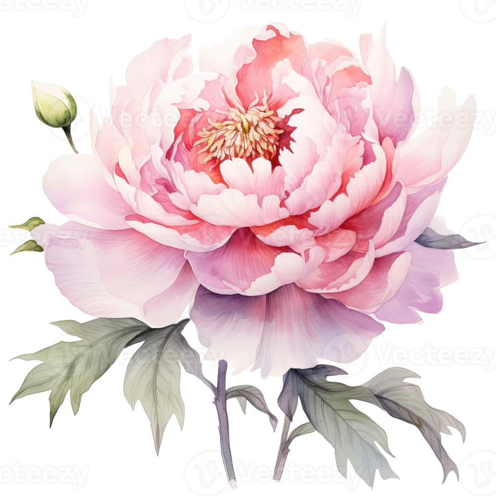 Watercolor beautiful peony flower. Illustration png