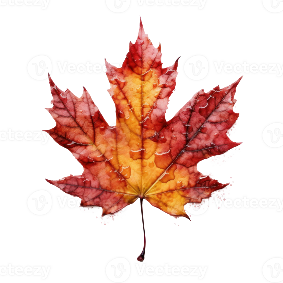 Autumn leaf isolated. Illustration png