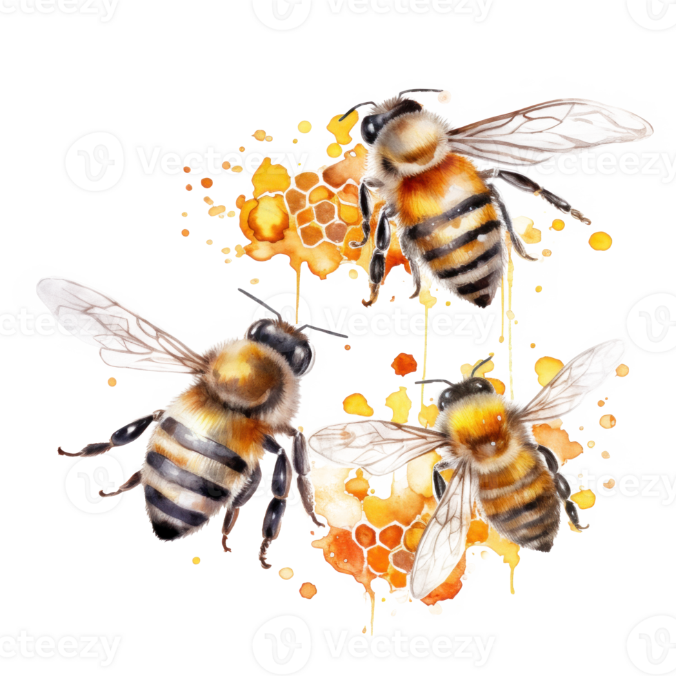 Honey bee isolated. Illustration png