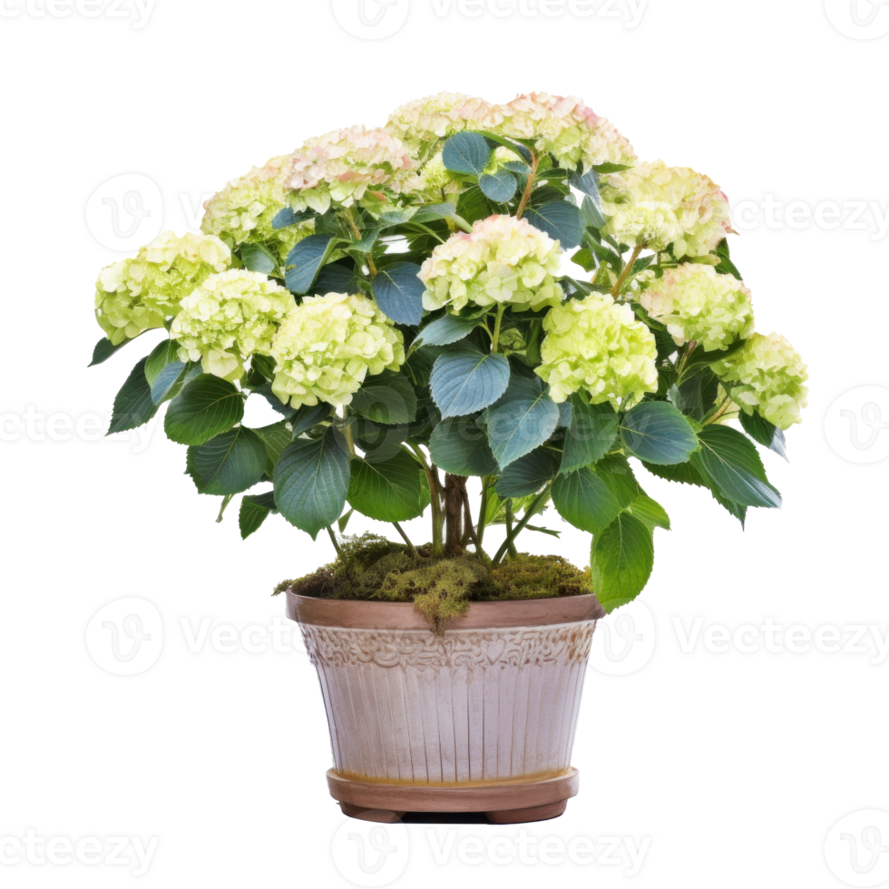 Hydrangea bush in blossom in flowerpot isolated Illustration png