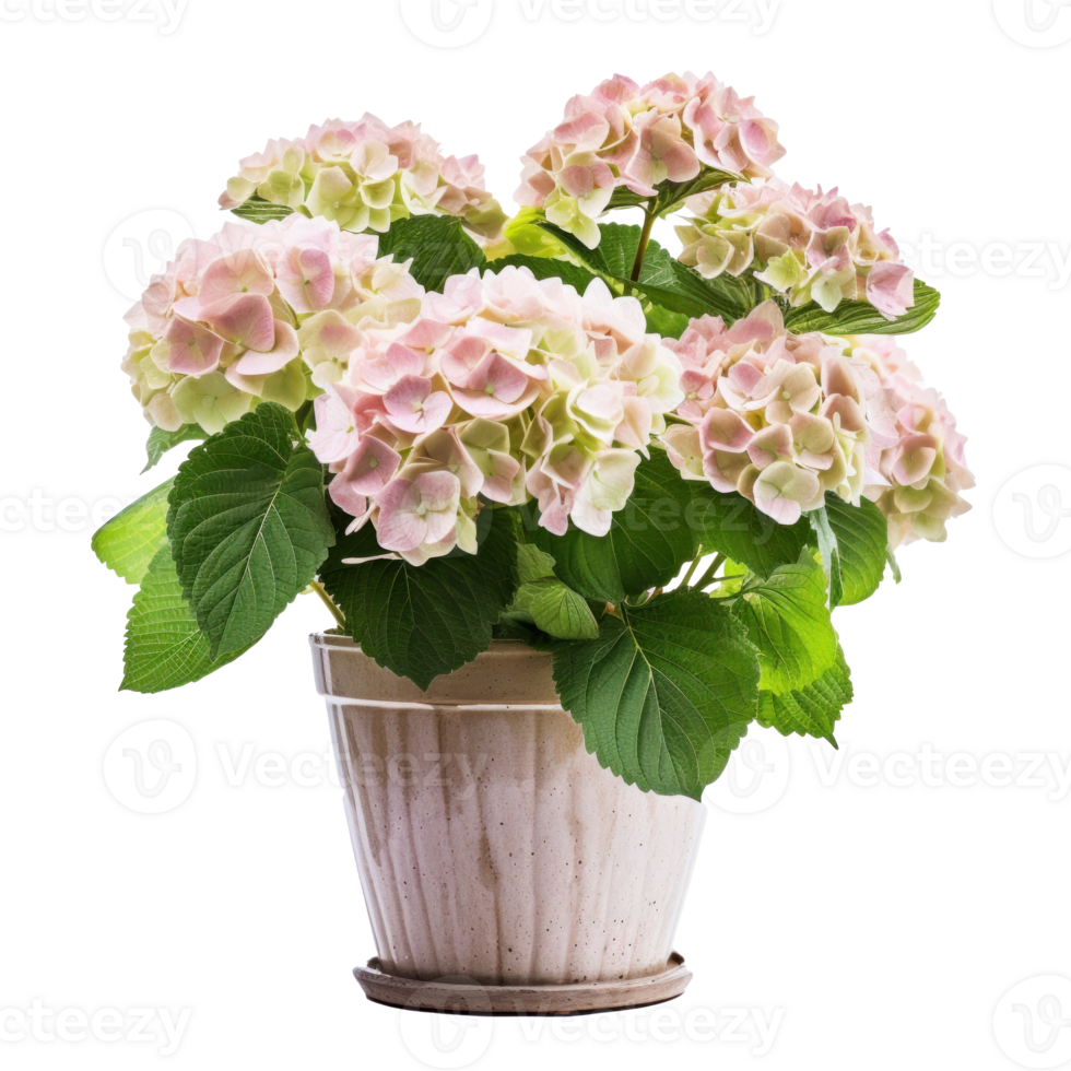 hortensia struik in bloesem in bloempot geïsoleerd illustratie ai generatief png