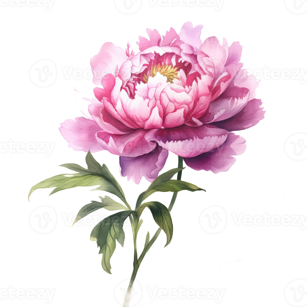 Watercolor beautiful peony flower. Illustration png