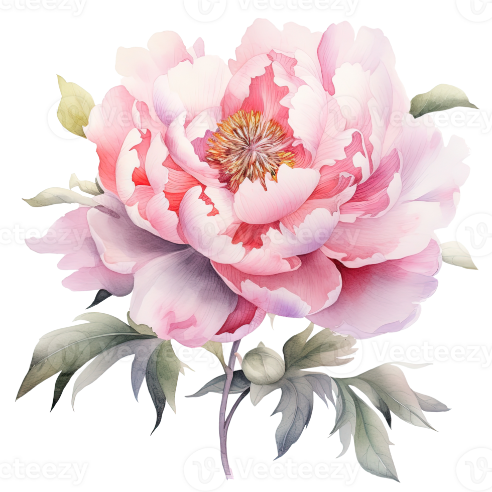 Watercolor beautiful peony flower. Illustration png